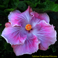 Tahitian Francoise Princess